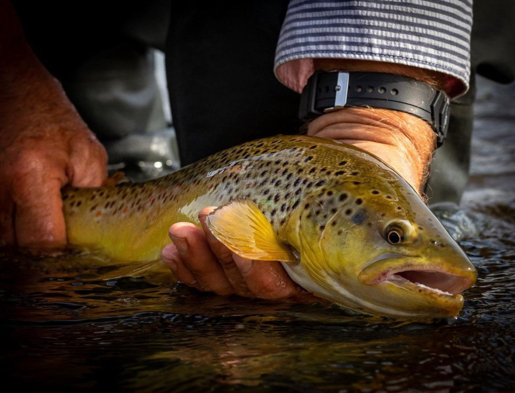 Atlantic salmon fly fishing on Margaree River Cape Breton